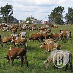 Найдешевша яловичина – на Чернігівщині