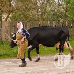 Черниговщина: Додушивает молочная монополия