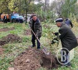 Берёзовая роща высажена на Шерстянке Берёзовая роща высажена на Шерстянке