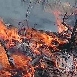 Лесные пожары на Черниговщине стали ежедневными