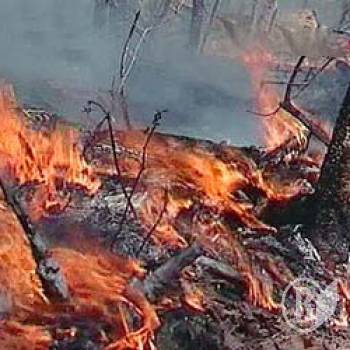 Лісові пожежі на Чернігівщині стали щоденними Лісові пожежі на Чернігівщині стали щоденними