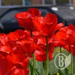 Чернігівці про День Перемоги Чернігівці про День Перемоги