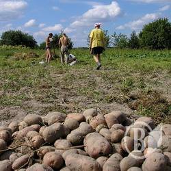Чи можливий дефіцит картоплі в Україні? Чи можливий дефіцит картоплі в Україні?