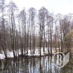 Ліс скидає білу ковдру. ФОТОрелаксація Ліс скидає білу ковдру. ФОТОрелаксація