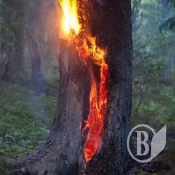 Дерева у Чернігові не тільки вирубують, а й палять