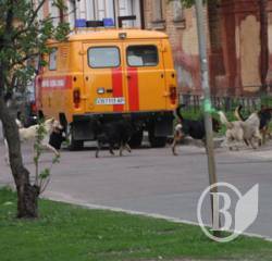 Безпритульних собак у Чернігові каструватимуть і відпускатимуть після процедур Безпритульних собак у Чернігові каструватимуть і відпускатимуть після процедур