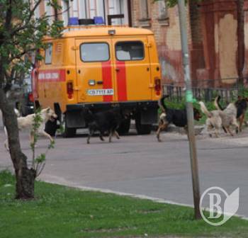 Безпритульних собак у Чернігові каструватимуть і відпускатимуть після процедур Безпритульних собак у Чернігові каструватимуть і відпускатимуть після процедур