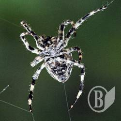 ² . ² -  spiderman. 