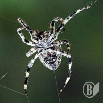 ² . ² -  spiderman. 