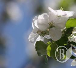 � ������, ������, ���� - ��� �������! (����)