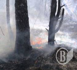 Врятували 10 гектарів лісу від пожежі Врятували 10 гектарів лісу від пожежі