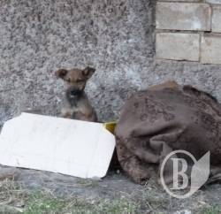 Ніжин «собачий»: між гуманністю і сказом Ніжин «собачий»: між гуманністю і сказом