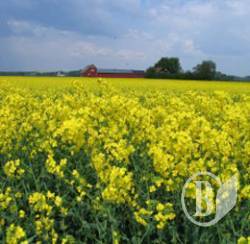Ріпак – наліво, ріпак – направо! Ріпак на щастя, ріпак на славу! Ріпак – наліво, ріпак – направо! Ріпак на щастя, ріпак на славу!
