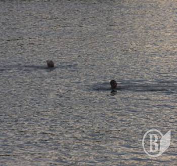  ��� ����� �� ���. ������� ������� ������