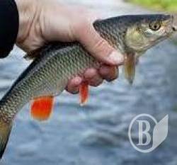 Кожна рибка на рахунку Кожна рибка на рахунку