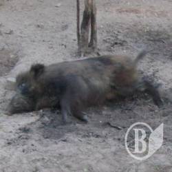 В області полюють на звірів та браконьєрів (фото) В області полюють на звірів та браконьєрів (фото)