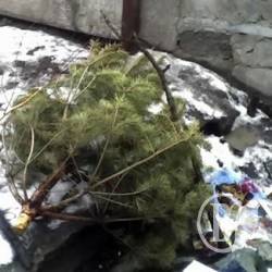 Звалища новорічних красунь (відео) Звалища новорічних красунь (відео)