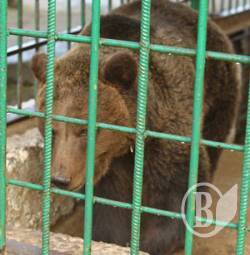 Чи винен ведмідь у діях Медвєдєва з Путіним? Чи винен ведмідь у діях Медвєдєва з Путіним?