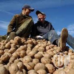 У Мені орудує картопляний злодій У Мені орудує картопляний злодій