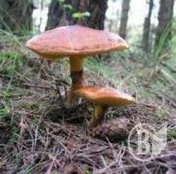 Гриби – «смачна» небезпека Гриби – «смачна» небезпека