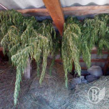 Чернігівці затарились наркотою – попереду зима як не крути Чернігівці затарились наркотою – попереду зима як не крути