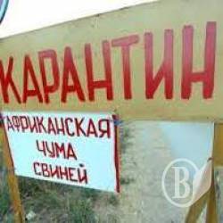 Африканская чума в Крутах: крестьян оставили без сала – уничтожено 266 свиней Африканская чума в Крутах: крестьян оставили без сала – уничтожено 266 свиней