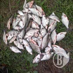 Конфискованную у браконьеров рыбу скармливают «СИЗОшным» собакам