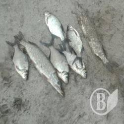Прикордонники спіймали браконьєра на Дніпрі Прикордонники спіймали браконьєра на Дніпрі