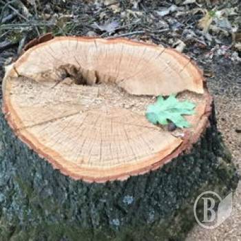 Попалися розкрадачів дубів Попалися розкрадачів дубів