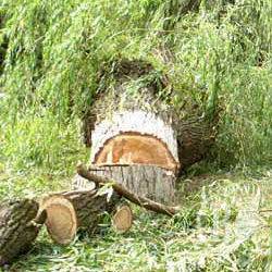 Уряд заборонив рубки дерев у заповідних зонах