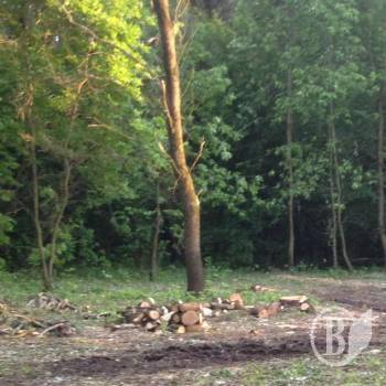 Вирубка на пляжі «Золотий берег» продовжується. ФотоФакт Вирубка на пляжі «Золотий берег» продовжується. ФотоФакт