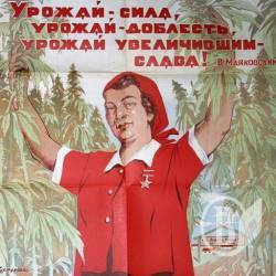 На Бобровиччине – наилучший урожай! Конопли На Бобровиччине – наилучший урожай! Конопли