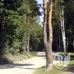 В незаконній «оренді» була тисяча гектарів лісу В незаконній «оренді» була тисяча гектарів лісу