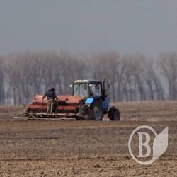 На Чернігівщині озимими засіяно 65 тисяч га На Чернігівщині озимими засіяно 65 тисяч га
