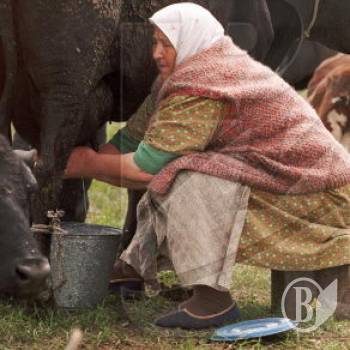 Фермерам з Придесення у Латвії показали, як виробляти молоко за євростандартами