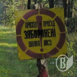 Пиляють дерева Чернігівщини 253 підприємці. Але це – офіційно Пиляють дерева Чернігівщини 253 підприємці. Але це – офіційно
