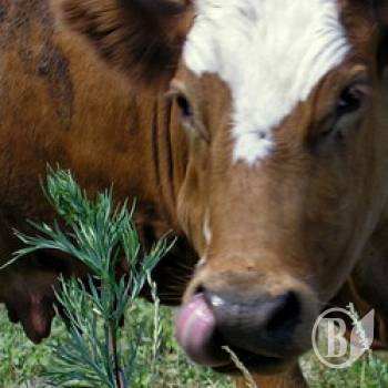 Екперти з Латвії навчать наших фермерів «крутити хвости» коровам