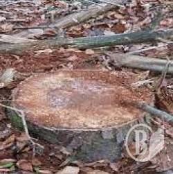 У Чернігівському районі поліція затримала лісорубів і кілька вантажівок дубів У Чернігівському районі поліція затримала лісорубів і кілька вантажівок дубів