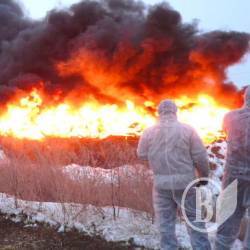 453 свині спалюють у Бобровиці 453 свині спалюють у Бобровиці
