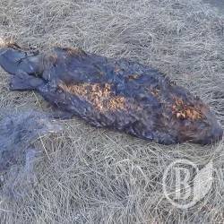 Браконьєри замордували бобра Браконьєри замордували бобра