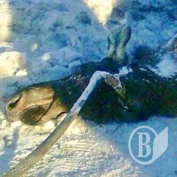 Вбивці лосів встановлені, але покарати їх не можна Вбивці лосів встановлені, але покарати їх не можна