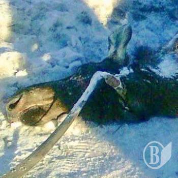 Вбивці лосів встановлені, але покарати їх не можна Вбивці лосів встановлені, але покарати їх не можна