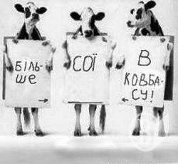 Україна посіла 8 місце з виробництва сої Україна посіла 8 місце з виробництва сої