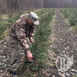 Весна – час готувати… новорічні ялинки Весна – час готувати… новорічні ялинки