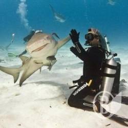 Водолази перевірили пляжі Водолази перевірили пляжі