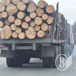 Керівник відділення поліції запідозрений у «кришуванні» хабарництва деревом Керівник відділення поліції запідозрений у «кришуванні» хабарництва деревом