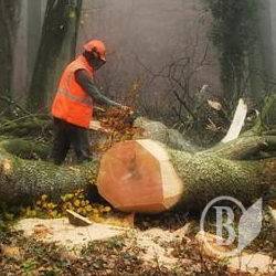 Лісника відпустили на чесне слово, хоч і наробив шкоди на 1,4 млн Лісника відпустили на чесне слово, хоч і наробив шкоди на 1,4 млн