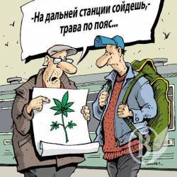 Собака внюхав «травичку» серед їжі Собака внюхав «травичку» серед їжі