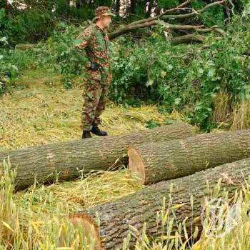 Затримані браконьєри, що вночі валили дуби Затримані браконьєри, що вночі валили дуби