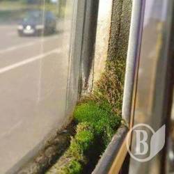 За 4,50 відчуй себе в маршрутці, як у лісі За 4,50 відчуй себе в маршрутці, як у лісі